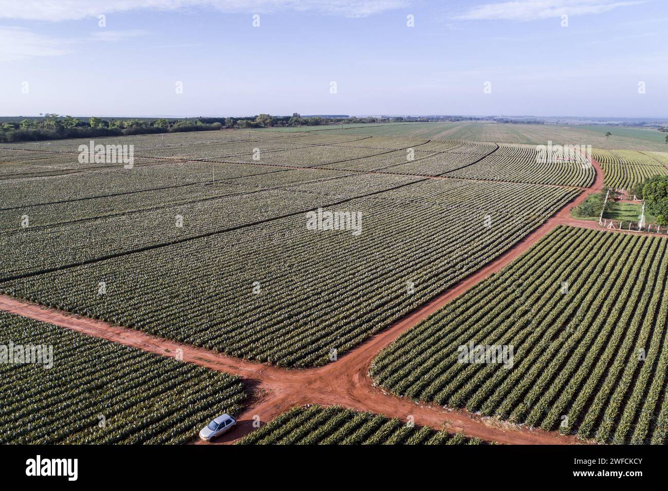 View of plantation drone from pearl pineapple - Stock Photo