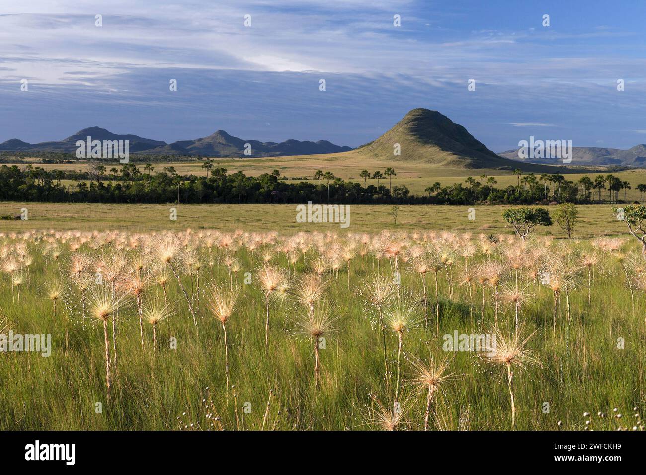 Field of evergreens in the National Park Chapada dos Stock Photo