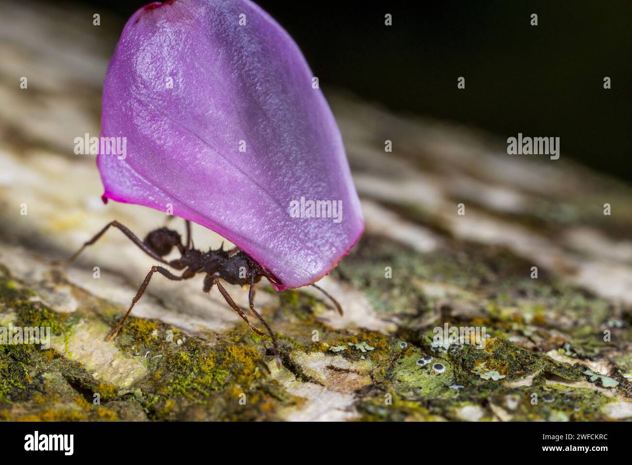 Ant carrying flower petal - Stock Photo
