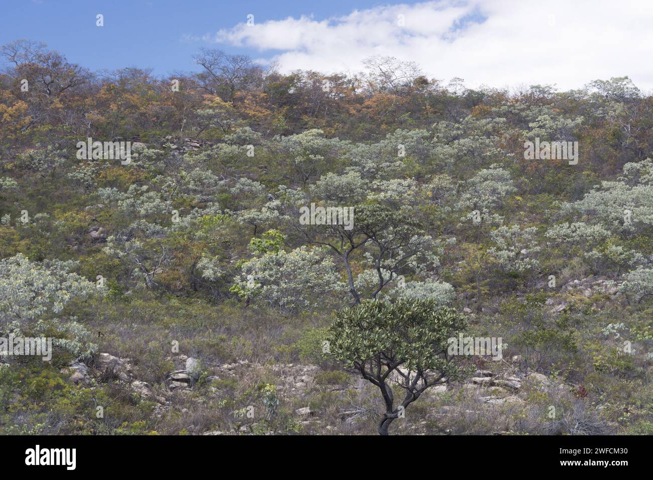 Cerrado landscape brazil hi-res stock photography and images - Alamy