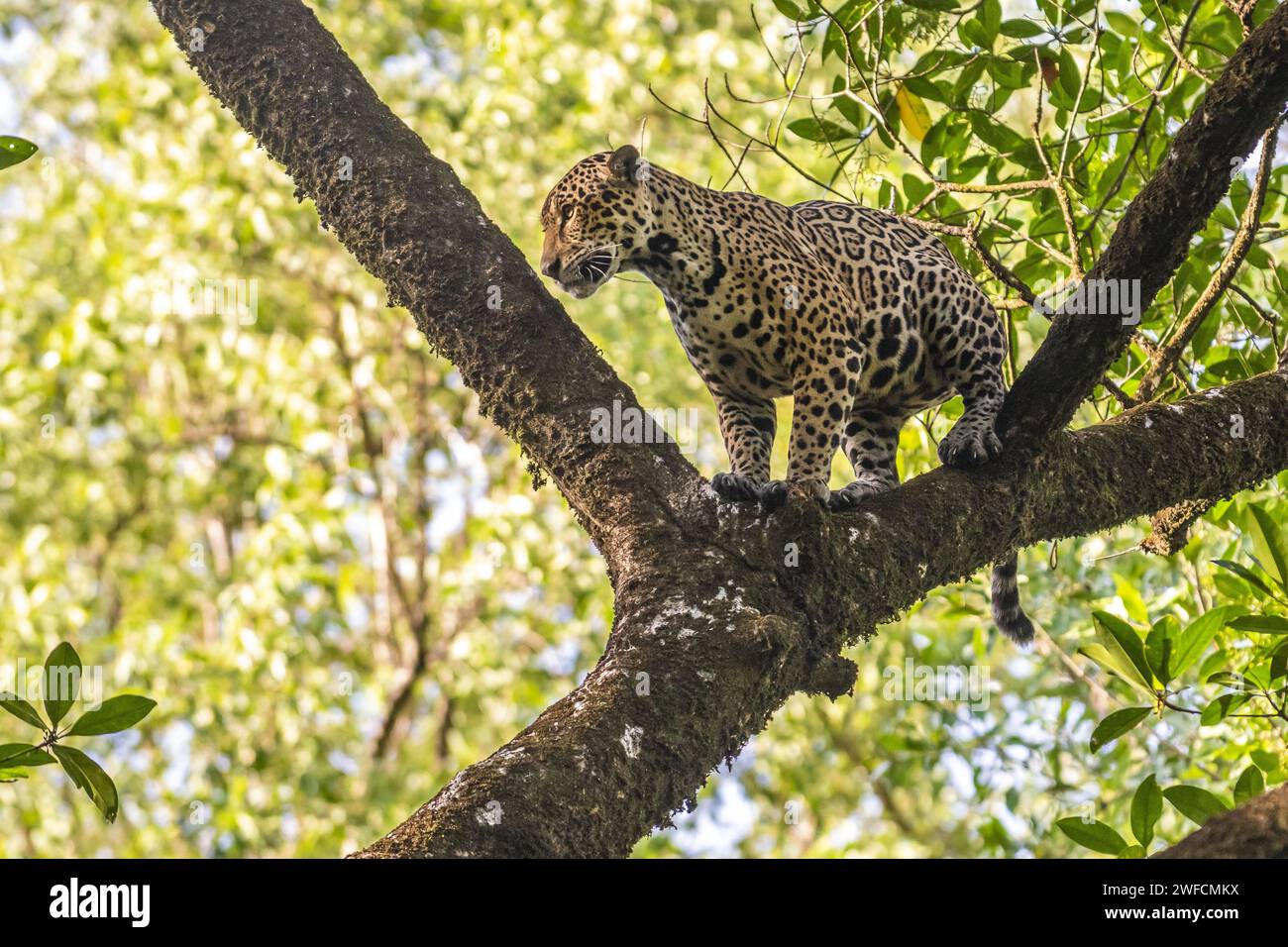 Jaguar on tree - Maracá-Jipioca Ecological Station - Maracá Island Stock Photo