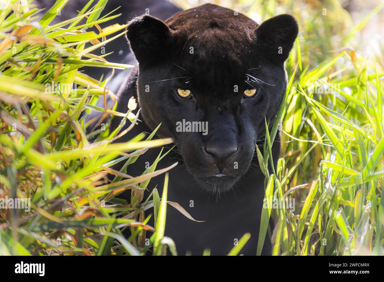 Melanic jaguar or black jaguar - Emas National Park - endangered species Stock Photo
