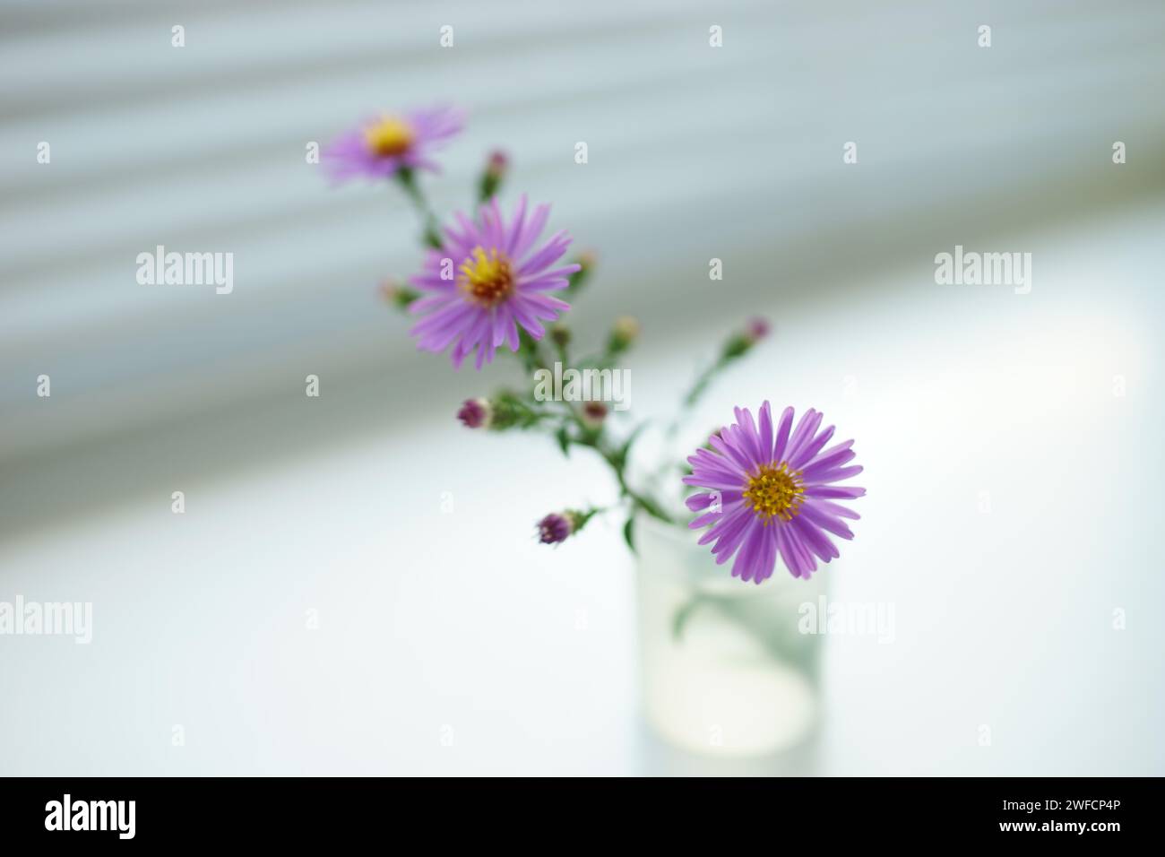 delicate little purple flower in a vase on light blurred room. Stock Photo