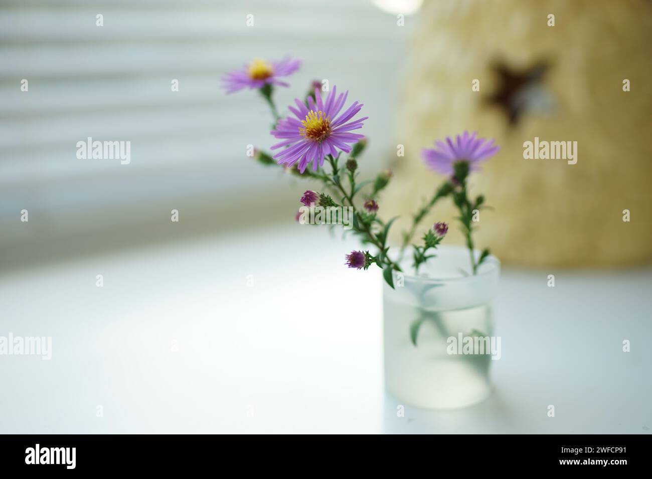 Bouquet of three chrysanthemum flowers on a white windowsill. Selective focus Stock Photo