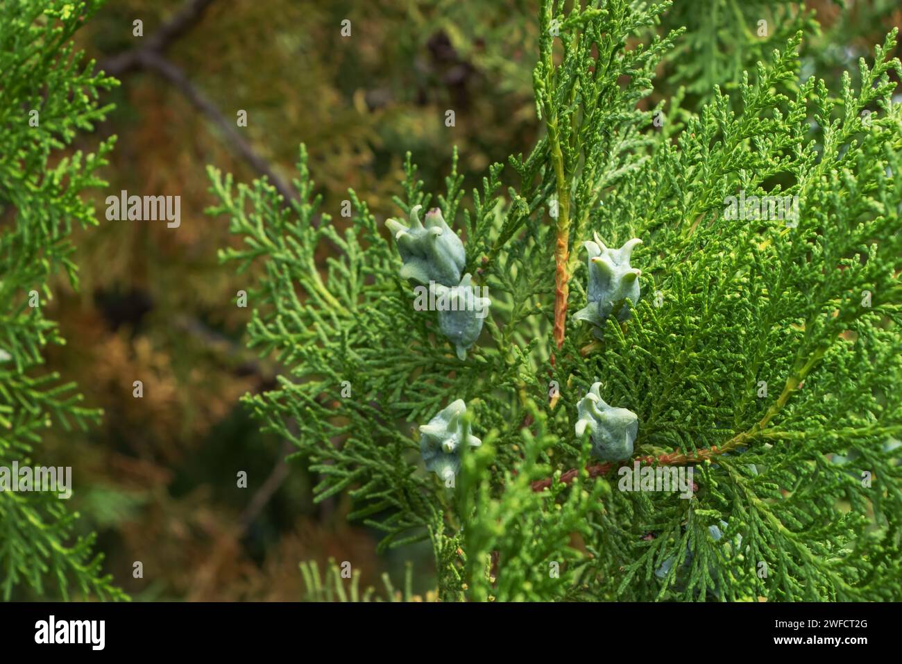 Blue seeds of thuja tree Platycladus orientalis. Platycladus orientalis also known as Chinese thuja or Oriental arborvitae. Selective focus. Interesti Stock Photo
