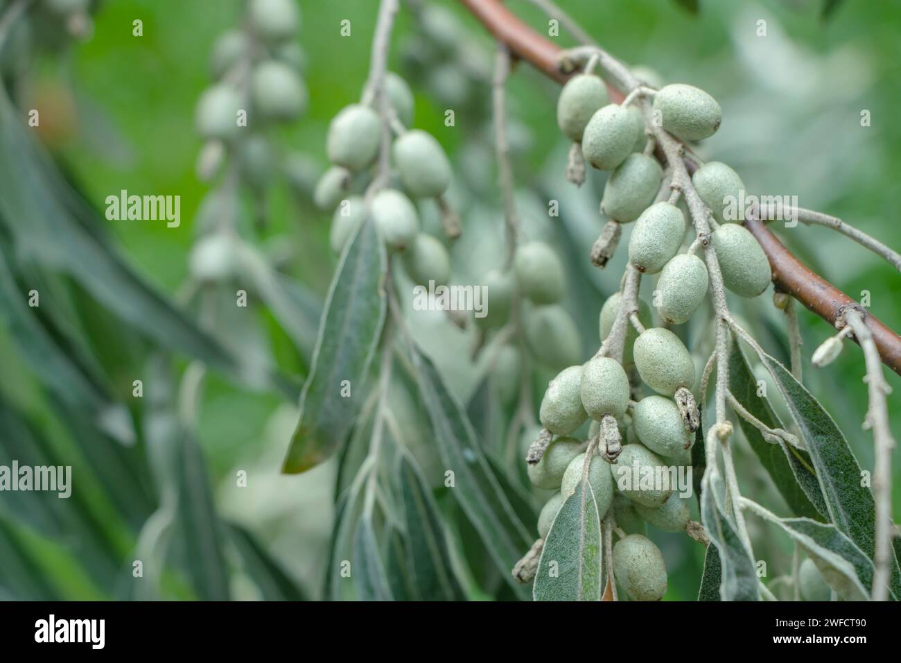 Closeup of Elaeagnus angustifolia commonly called Russian olive, silver berry, oleaster, Persian olive, or wild olive branch with green fruits Stock Photo