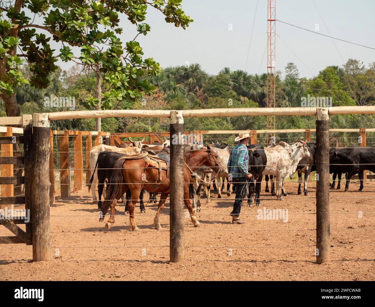 Cowboy in a corral with cattle and his horse Stock Photo