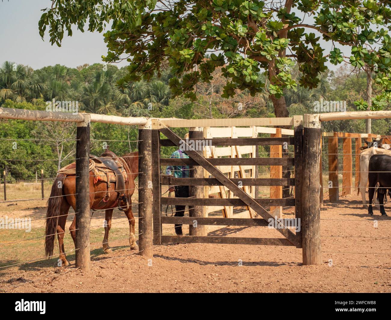 Cowboy in a corral with cattle and his horse Stock Photo