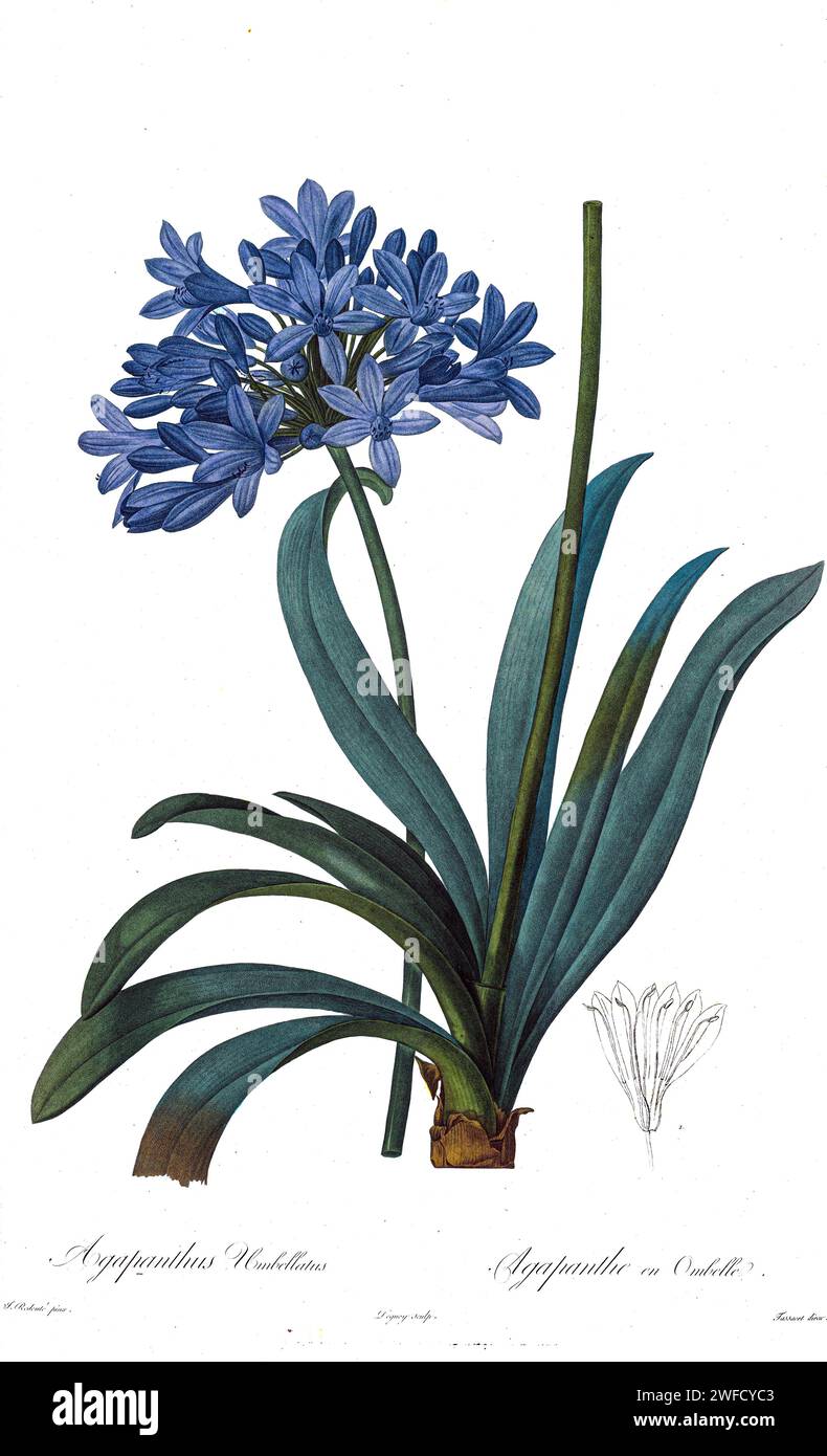 Agapanthus umbellatus African lily Produced under the patronage of Josephine Bonaparte, Empress of France, Pierre-Joseph Redouté’s Les Liliacées contained 503 plates detailing the various plant species of and related to the lily family. Produced from 1802 – 1816, the plates are drawn from Empress Josephine’s extensive collection of plants in her gardens at Malmaison, where Redouté worked as a botanical artist. This folio is often considered to be Redouté’s masterpiece due to the scope, breadth, and quality of its contents. Stock Photo