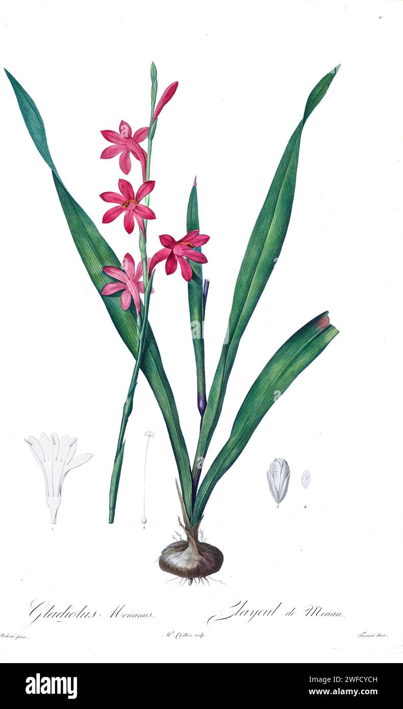 Gladiolus merianus, Produced under the patronage of Josephine Bonaparte, Empress of France, Pierre-Joseph Redouté’s Les Liliacées contained 503 plates detailing the various plant species of and related to the lily family. Produced from 1802 – 1816, the plates are drawn from Empress Josephine’s extensive collection of plants in her gardens at Malmaison, where Redouté worked as a botanical artist. This folio is often considered to be Redouté’s masterpiece due to the scope, breadth, and quality of its contents. Stock Photo