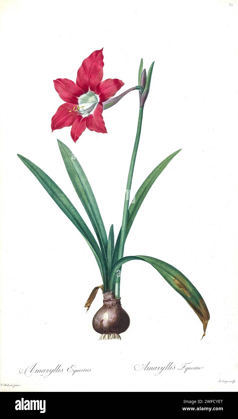 Hippeastrum equestre Here as Amaryllis equestris, Produced under the patronage of Josephine Bonaparte, Empress of France, Pierre-Joseph Redouté’s Les Liliacées contained 503 plates detailing the various plant species of and related to the lily family. Produced from 1802 – 1816, the plates are drawn from Empress Josephine’s extensive collection of plants in her gardens at Malmaison, where Redouté worked as a botanical artist. This folio is often considered to be Redouté’s masterpiece due to the scope, breadth, and quality of its contents. Stock Photo