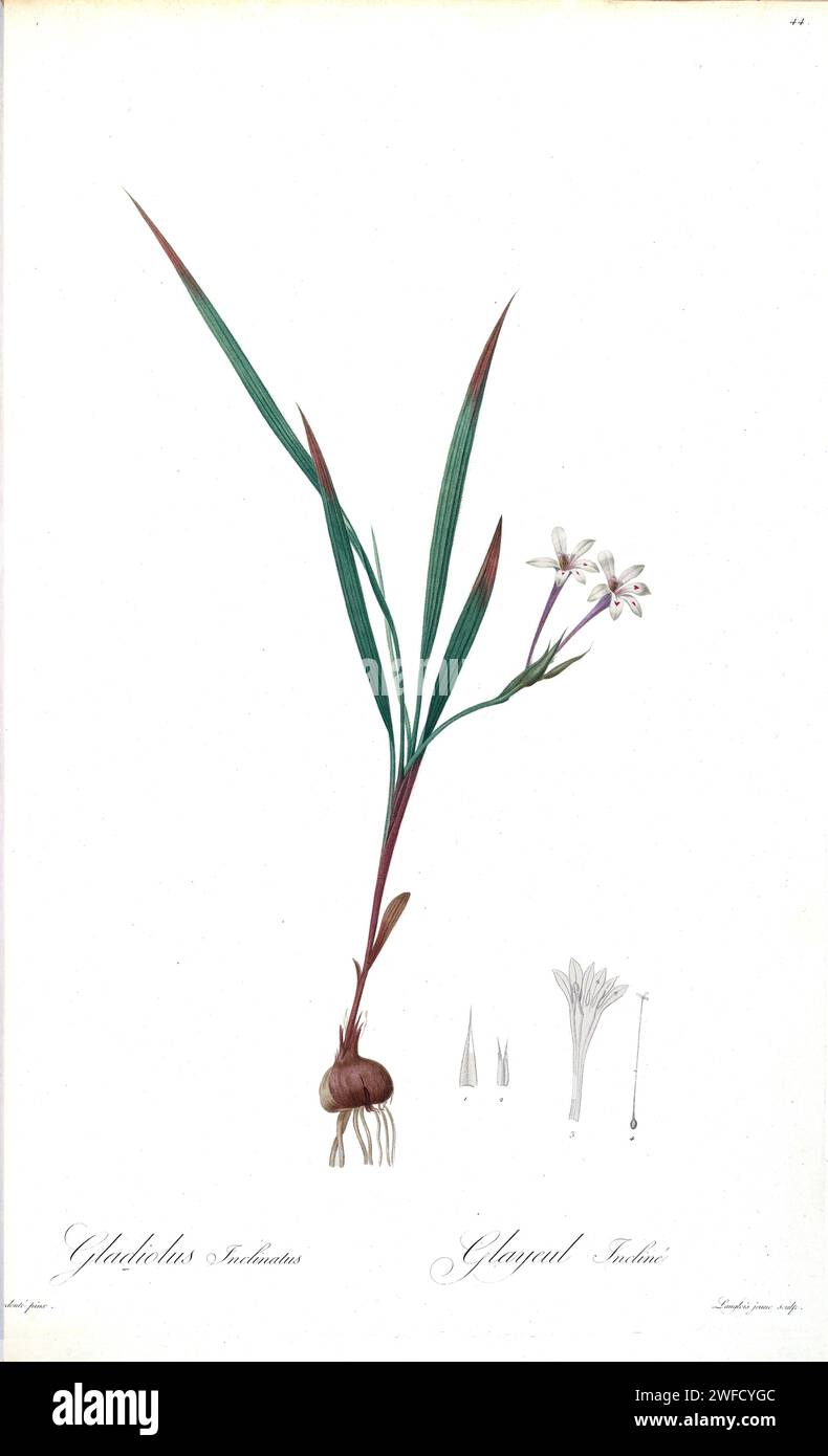 Babiana tubiflora here as Gladiolus inclinatus, Produced under the patronage of Josephine Bonaparte, Empress of France, Pierre-Joseph Redouté’s Les Liliacées contained 503 plates detailing the various plant species of and related to the lily family. Produced from 1802 – 1816, the plates are drawn from Empress Josephine’s extensive collection of plants in her gardens at Malmaison, where Redouté worked as a botanical artist. This folio is often considered to be Redouté’s masterpiece due to the scope, breadth, and quality of its contents. Stock Photo