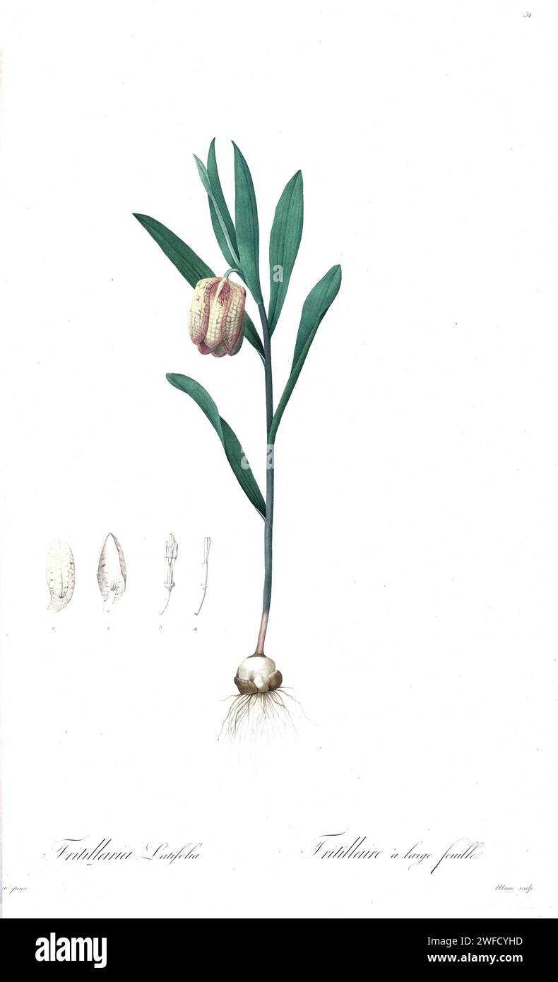 Fritillaria latifolia, Produced under the patronage of Josephine Bonaparte, Empress of France, Pierre-Joseph Redouté’s Les Liliacées contained 503 plates detailing the various plant species of and related to the lily family. Produced from 1802 – 1816, the plates are drawn from Empress Josephine’s extensive collection of plants in her gardens at Malmaison, where Redouté worked as a botanical artist. This folio is often considered to be Redouté’s masterpiece due to the scope, breadth, and quality of its contents. Stock Photo