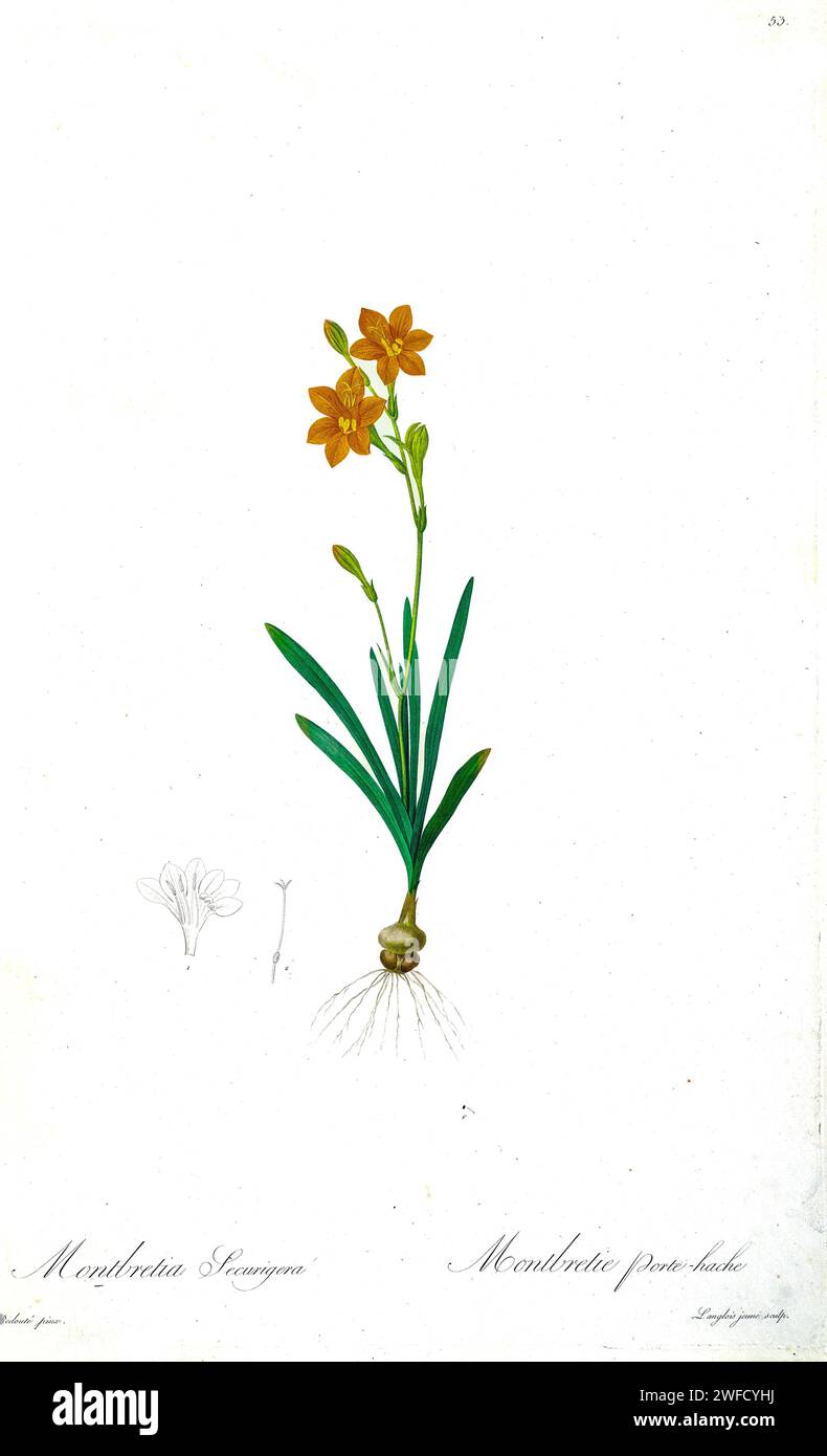 montbretia-securigera-hi-res-stock-photography-and-images-alamy