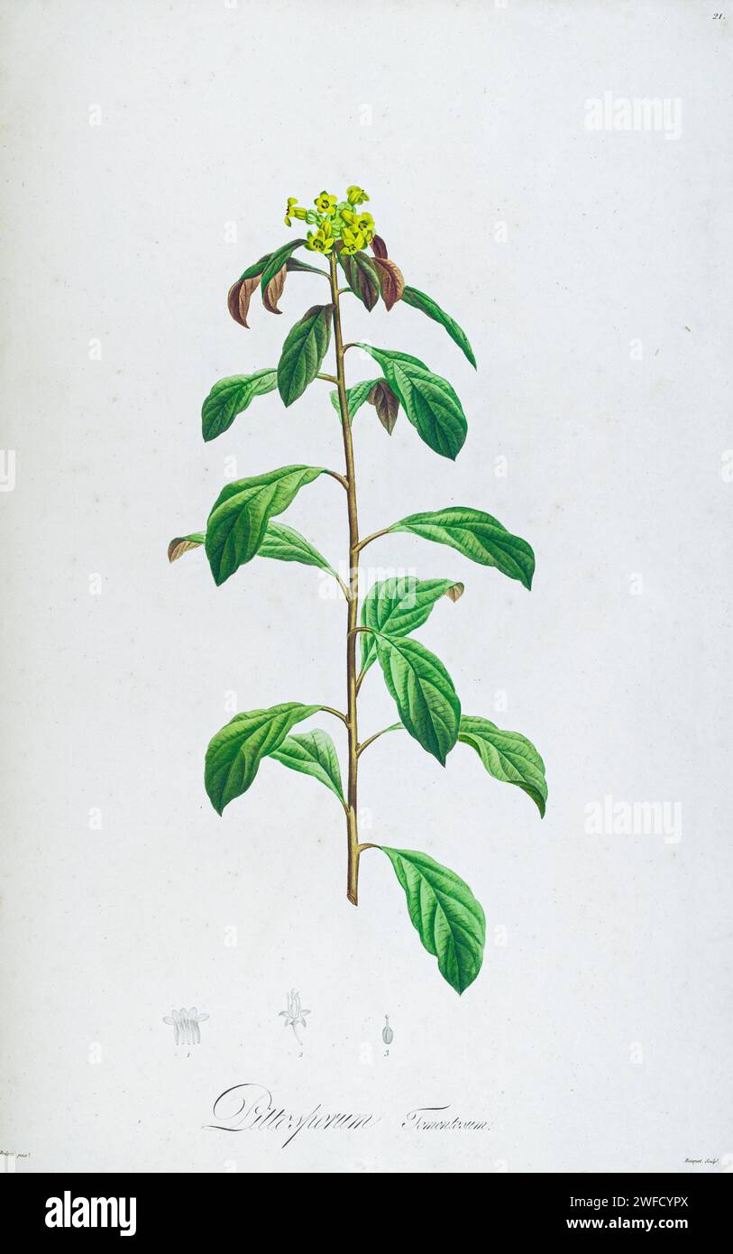 Pittosporum revolutum, syn Pittosporum tomentosum the roughfruited