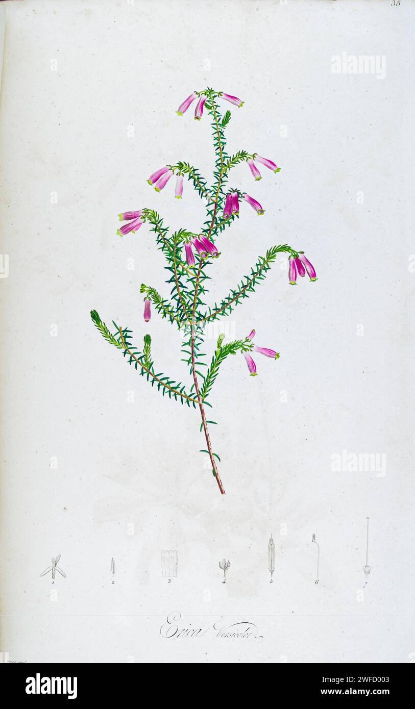 Erica versicolor is a species of flowering plant in the family Ericaceae, native to South Africa’s Cape Province. from Description of rare plants grown in Malmaison and Navarre by Aime Bonpland (1773-1858), French botanist Hand Painted by Pierre-Joseph Redouté in 1813 Stock Photo