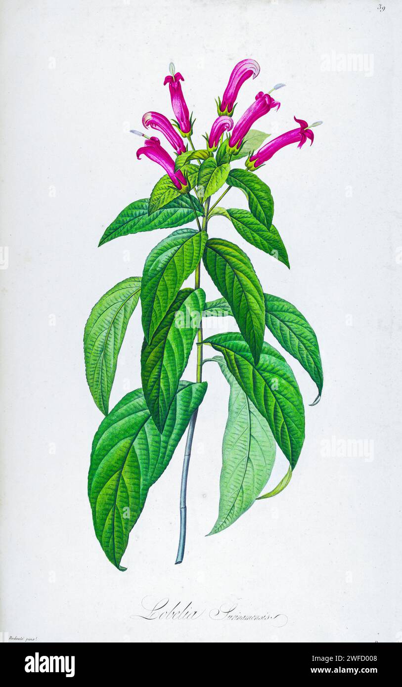 Lobelia surinamensis syn Centropogon cornutus from Description of rare plants grown in Malmaison and Navarre by Aime Bonpland (1773-1858), French botanist Hand Painted by Pierre-Joseph Redouté in 1813 Stock Photo
