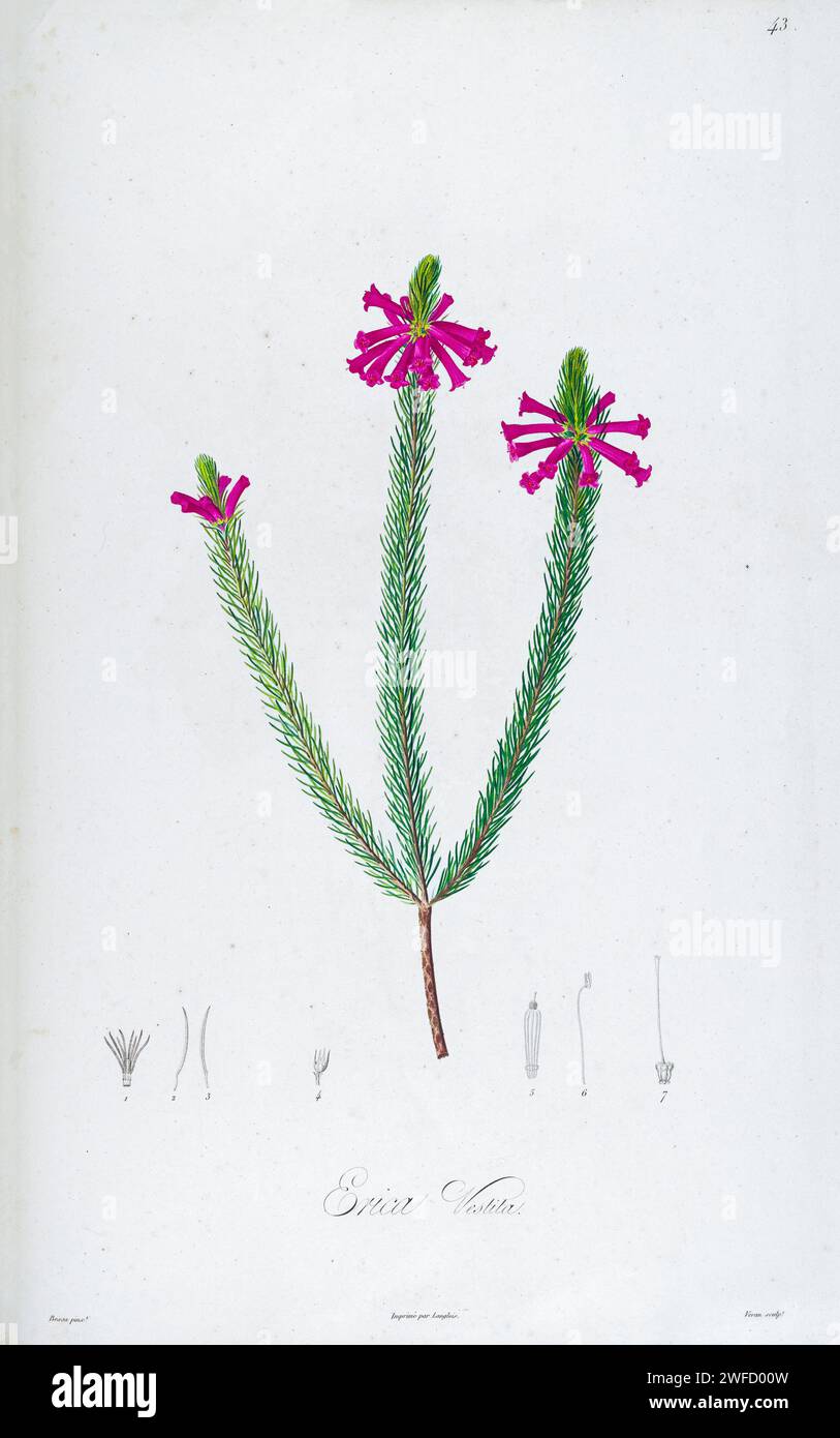 Erica vestita native to South Africa from Description of rare plants grown in Malmaison and Navarre by Aime Bonpland (1773-1858), French botanist Hand Painted by Pierre-Joseph Redouté in 1813 Stock Photo