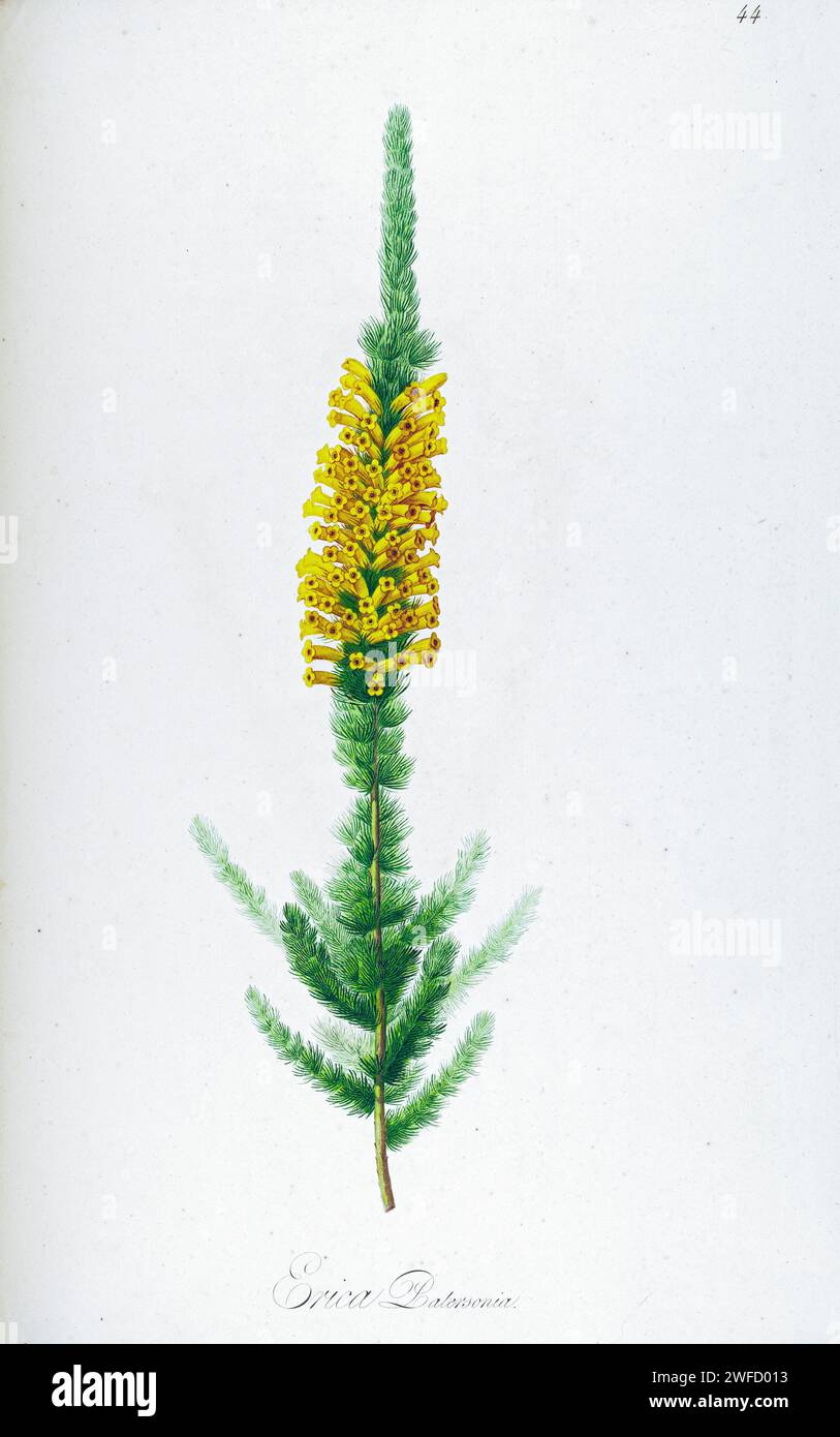 Erica patersonia is a species of Erica heath native to the fynbos region of South Africa. from Description of rare plants grown in Malmaison and Navarre by Aime Bonpland (1773-1858), French botanist Hand Painted by Pierre-Joseph Redouté in 1813 Stock Photo
