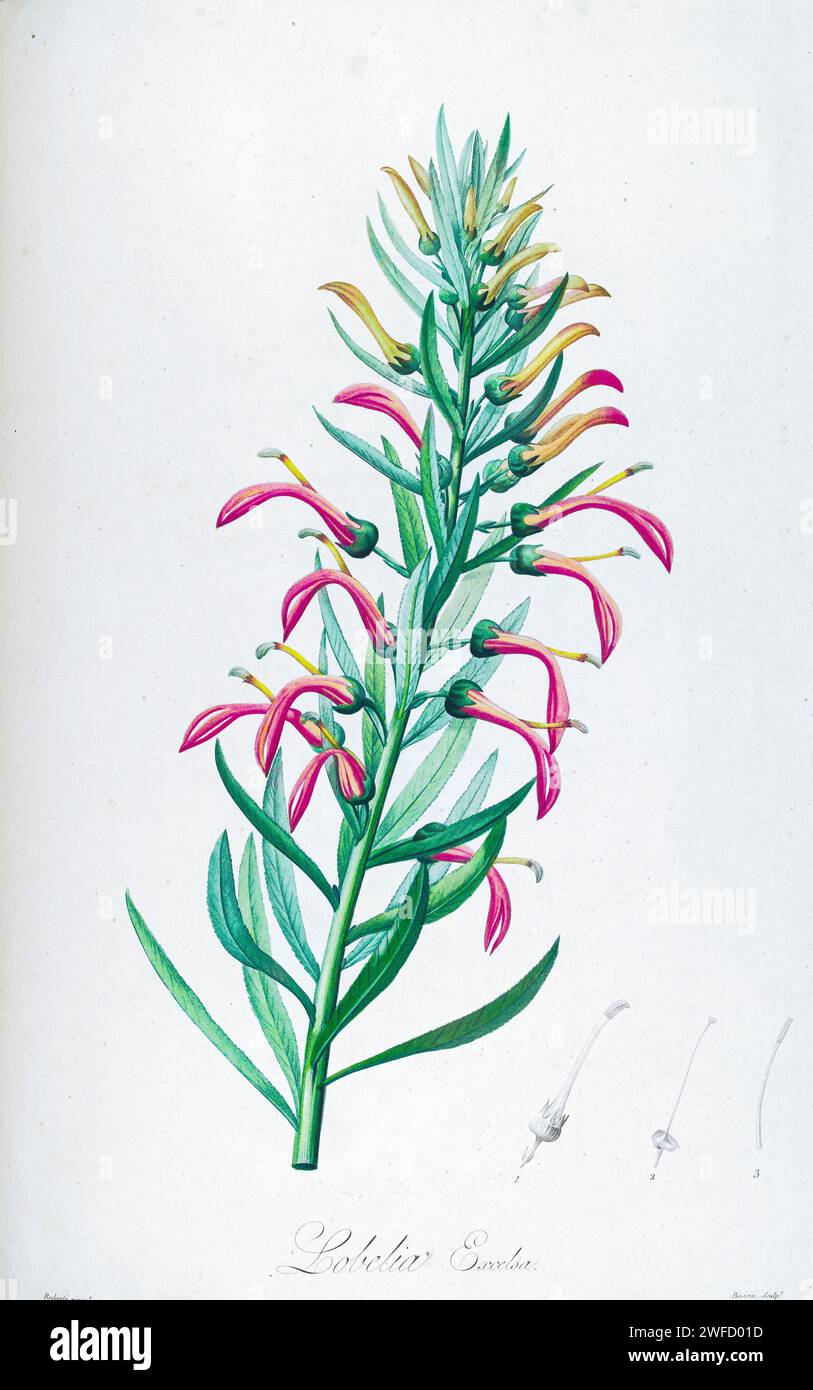 Lobelia excelsa native to Chile from Description of rare plants grown in Malmaison and Navarre by Aime Bonpland (1773-1858), French botanist Hand Painted by Pierre-Joseph Redouté in 1813 Stock Photo