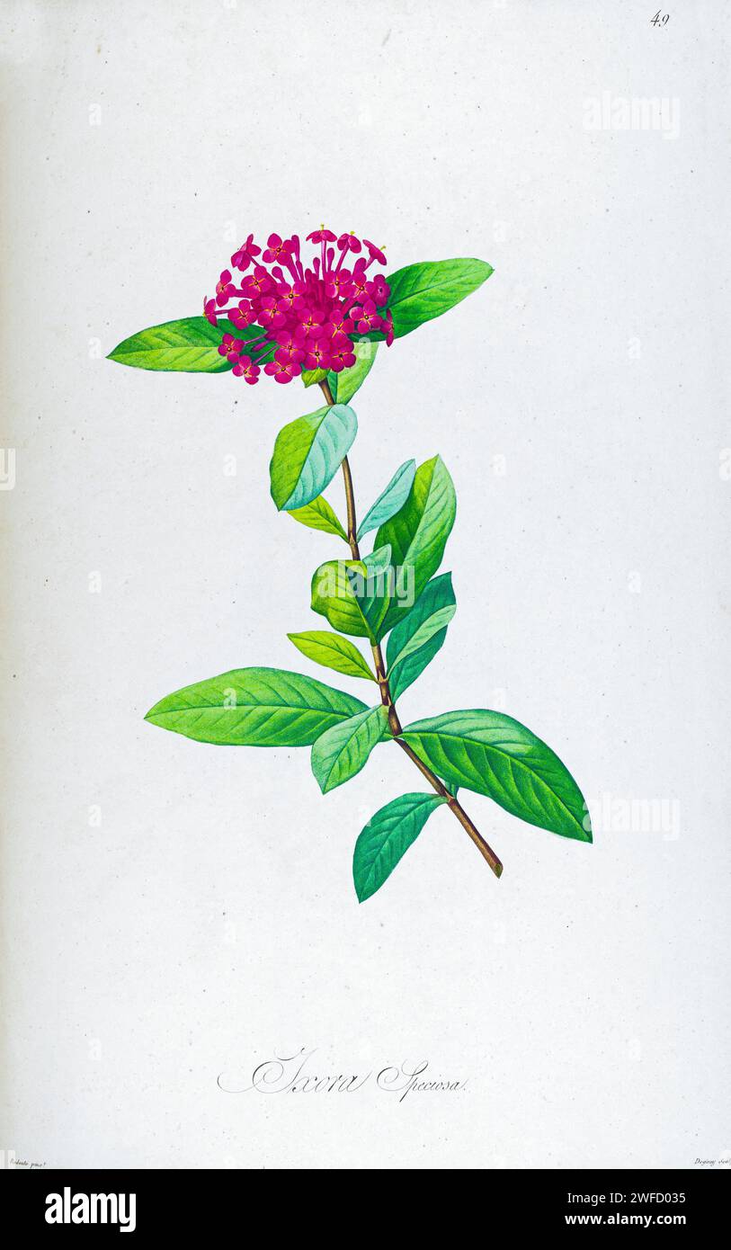 Ixora chinensis syn xora speciosa from Description of rare plants grown in Malmaison and Navarre by Aime Bonpland (1773-1858), French botanist Hand Painted by Pierre-Joseph Redouté in 1813 Stock Photo