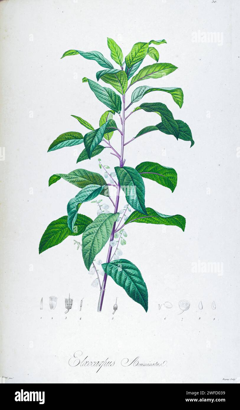Elaeocarpus acuminatus native to Assam, Bangladesh from Description of rare plants grown in Malmaison and Navarre by Aime Bonpland (1773-1858), French botanist Hand Painted by Pierre-Joseph Redouté in 1813 Stock Photo