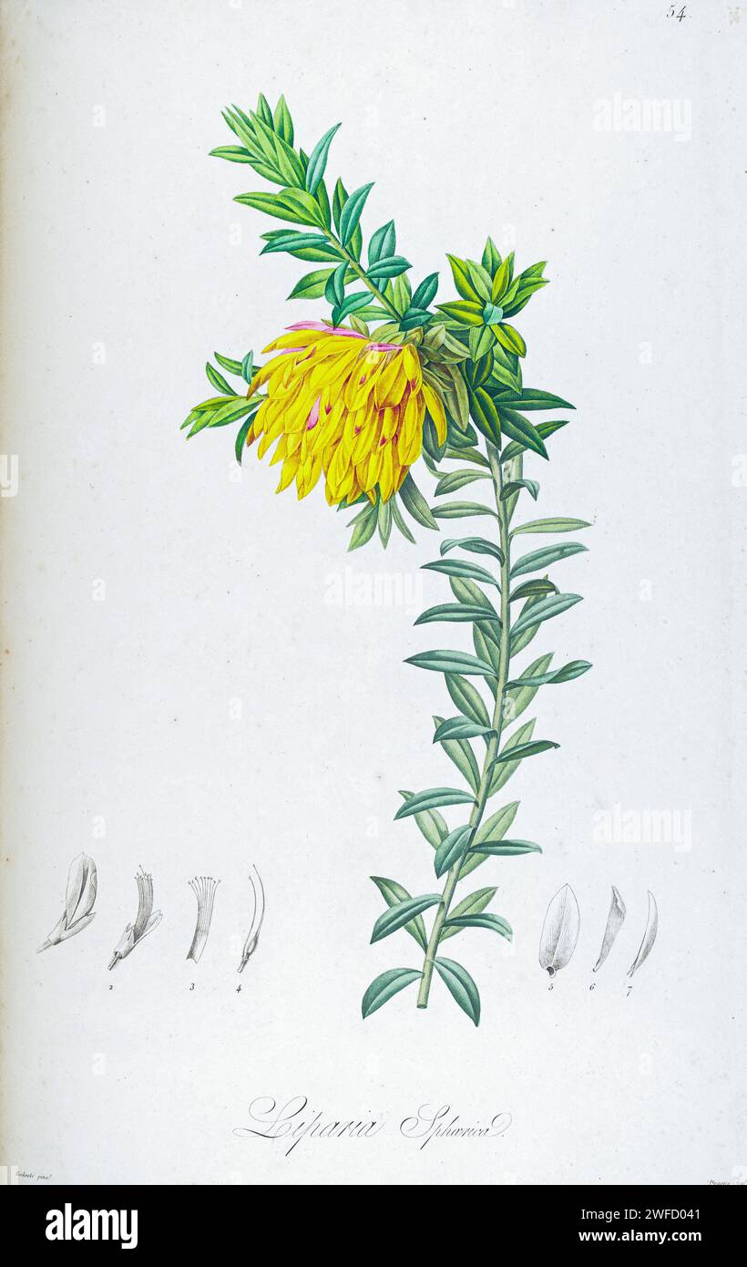 LIPARIA SPHAERICA from Description of rare plants grown in Malmaison and Navarre by Aime Bonpland (1773-1858), French botanist Hand Painted by Pierre-Joseph Redouté in 1813 Stock Photo
