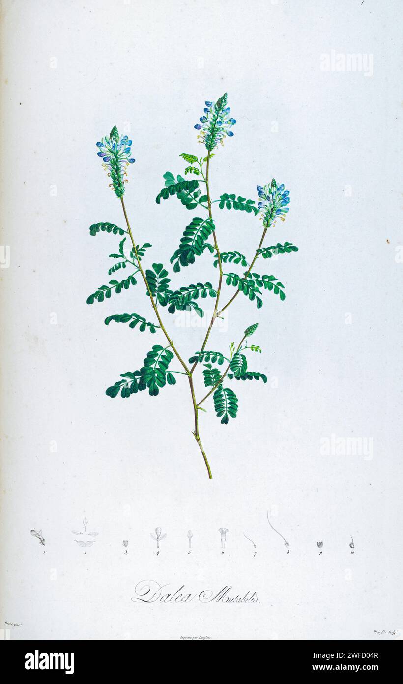 Dalea mutabilis syn Dalea obovatifolia var. obovatifolia from Description of rare plants grown in Malmaison and Navarre by Aime Bonpland (1773-1858), French botanist Hand Painted by Pierre-Joseph Redouté in 1813 Dalea is a genus of flowering plants in the legume family, Fabaceae. Members of the genus are commonly known as prairie clover or indigo bush. Its name honors English apothecary Samuel Dale. They are native to the Western hemisphere, where they are distributed from Canada to Argentina. Stock Photo