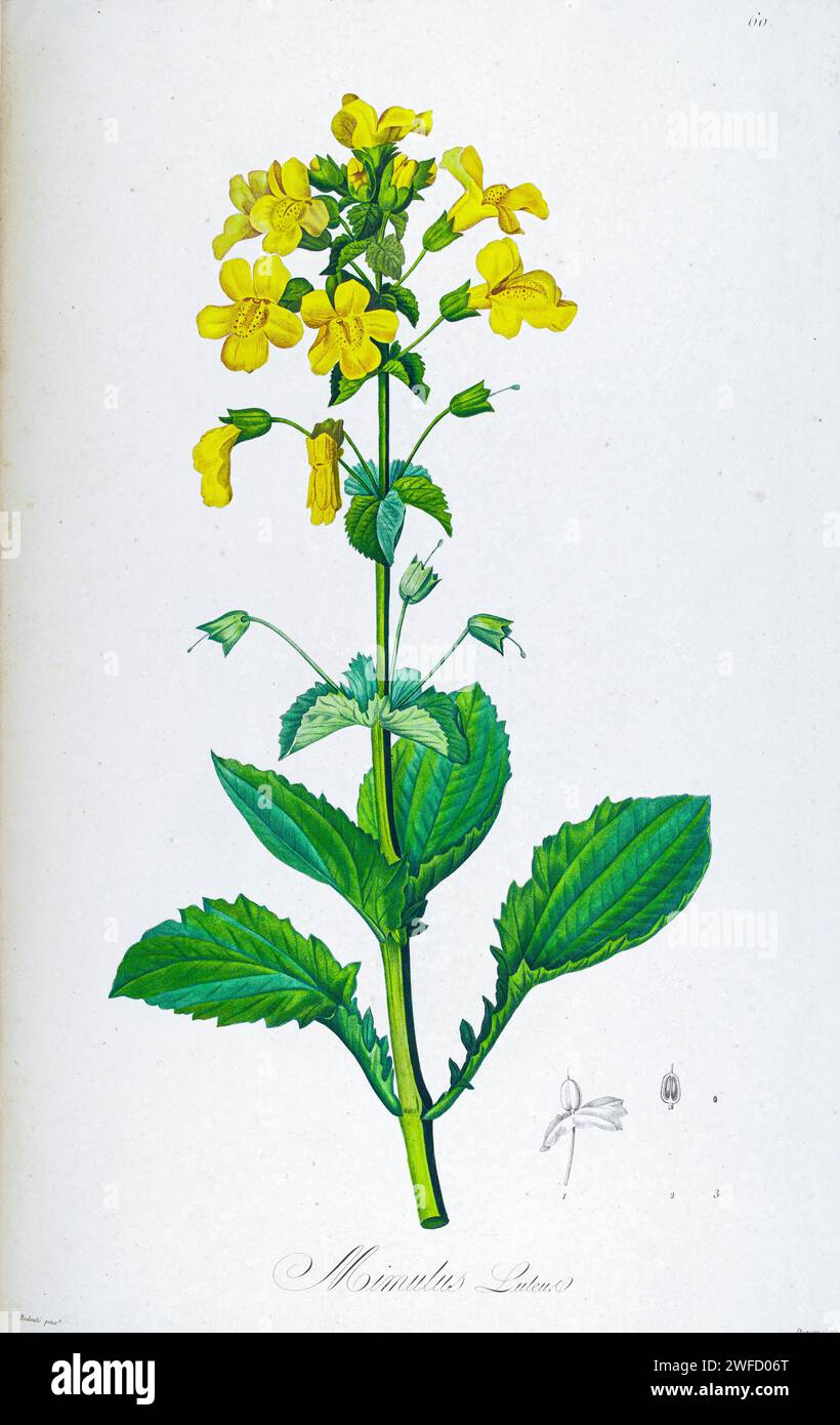 Mimulus luteus syn Erythranthe lutea from Description of rare plants grown in Malmaison and Navarre by Aime Bonpland (1773-1858), French botanist Hand Painted by Pierre-Joseph Redouté in 1813 Erythranthe lutea is a species of monkeyflower also known as yellow monkeyflower, monkey musk, blotched monkey flowers, and blood-drop-emlets. It was formerly known as Mimulus luteus. Stock Photo