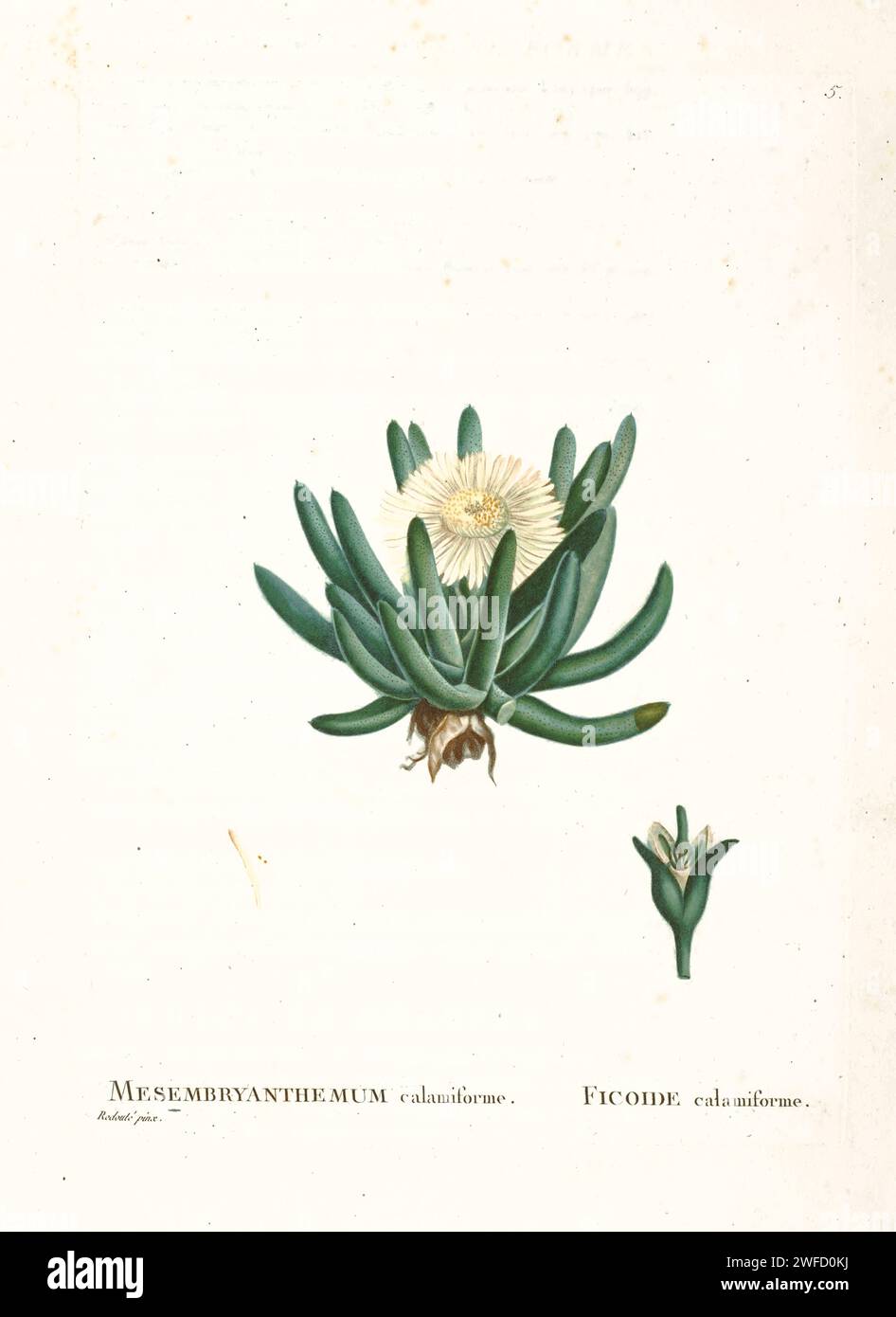 Cylindrophyllum calamiforme (L) Schwant. Here As Mesembryanthemum calamiforme from History of Succulent Plants [Plantarum historia succulentarum / Histoire des plantes grasses] painted by Pierre-Joseph Redouté and described by Augustin Pyramus de Candolle Stock Photo