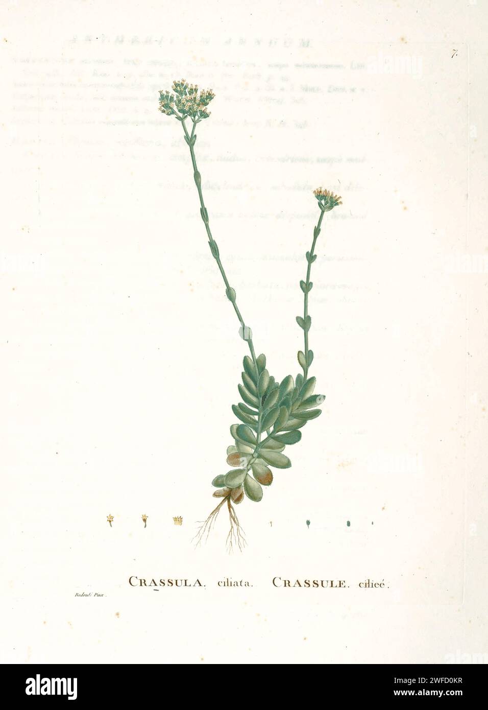 Crassula ciliata from History of Succulent Plants [Plantarum historia succulentarum / Histoire des plantes grasses] painted by Pierre-Joseph Redouté and described by Augustin Pyramus de Candolle Stock Photo