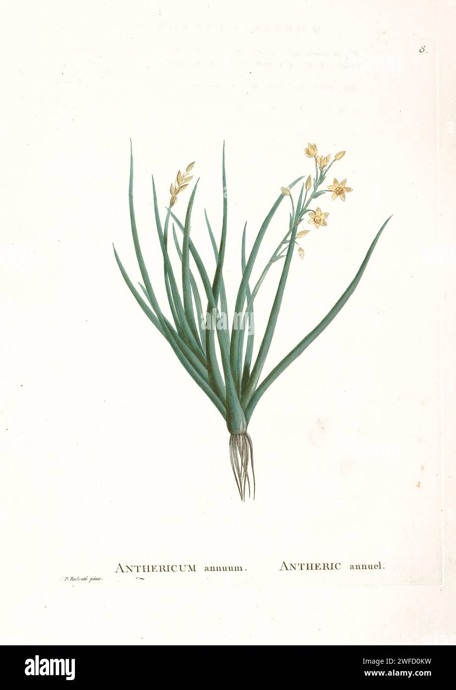 Bulbine annua (L.) Willd. Here As Anthericum annuum from History of Succulent Plants [Plantarum historia succulentarum / Histoire des plantes grasses] painted by Pierre-Joseph Redouté and described by Augustin Pyramus de Candolle Bulbine is a genus of plants in the family Asphodelaceae and subfamily Asphodeloideae, named for the bulb-shaped tuber of many species. It was formerly placed in the Liliaceae. It is found chiefly in Southern Africa, with a few species extending into tropical Africa and a few others in Australia and Yemen Stock Photo