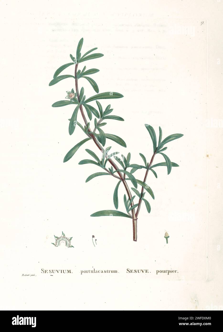 Sesuvium portulacastrum L. from History of Succulent Plants [Plantarum historia succulentarum / Histoire des plantes grasses] painted by Pierre-Joseph Redouté and described by Augustin Pyramus de Candolle Sesuvium portulacastrum is a sprawling perennial herb in the family Aizoaceae that grows in coastal and mangrove areas throughout much of the world. It grows in sandy clay, coastal limestone and sandstone, tidal flats and salt marshes, throughout much of the world. Stock Photo