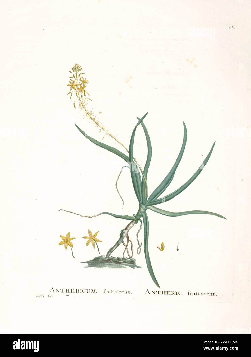 Bulbine caulescens L. Here As Anthericum frutescens (Bulbine caulescens) from History of Succulent Plants [Plantarum historia succulentarum / Histoire des plantes grasses] painted by Pierre-Joseph Redouté and described by Augustin Pyramus de Candolle Bulbine is a genus of plants in the family Asphodelaceae and subfamily Asphodeloideae, named for the bulb-shaped tuber of many species. Stock Photo