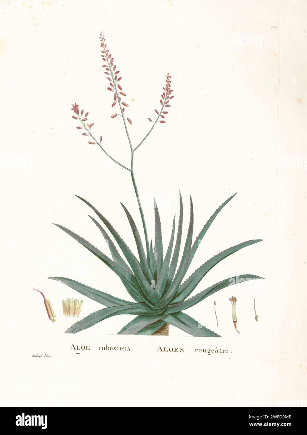 Aloe vera L. officinalis (Forsk.) Bak. Here As Aloe rubescens from History of Succulent Plants [Plantarum historia succulentarum / Histoire des plantes grasses] painted by Pierre-Joseph Redouté and described by Augustin Pyramus de Candolle Aloe vera is a succulent plant species of the genus Aloe. It is widely distributed, and is considered an invasive species in many world regions. An evergreen perennial, it originates from the Arabian Peninsula, but also grows wild in tropical, semi-tropical, and arid climates around the world. Stock Photo