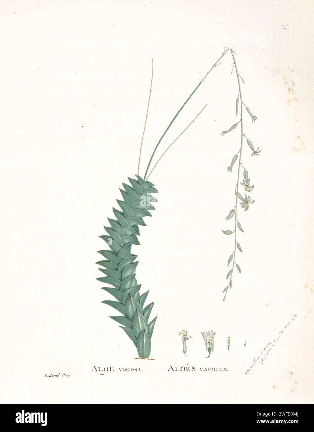 Haworthia viscosa (L.) Haw. Here As Aloe viscosa from History of Succulent Plants [Plantarum historia succulentarum / Histoire des plantes grasses] painted by Pierre-Joseph Redouté and described by Augustin Pyramus de Candolle Haworthiopsis viscosa, formerly Haworthia viscosa, is a species of flowering succulent plant from the Western and Eastern Cape Provinces, South Africa. Stock Photo