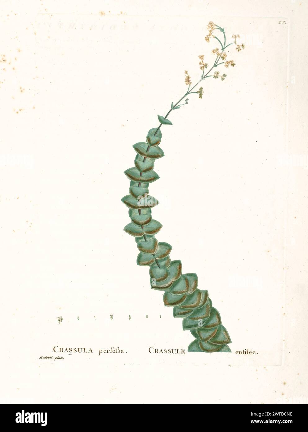 Crassula perfossa Lam. from History of Succulent Plants [Plantarum historia succulentarum / Histoire des plantes grasses] painted by Pierre-Joseph Redouté and described by Augustin Pyramus de Candolle Crassula perforata is a succulent plant native to the Cape Provinces and KwaZulu-Natal in South Africa. Stock Photo