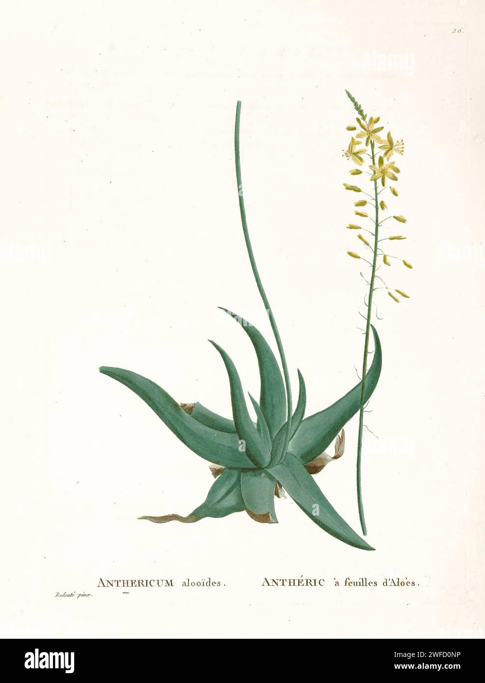 Anthericum alooides Bulbine alooides (L.) Willd. from History of Succulent Plants [Plantarum historia succulentarum / Histoire des plantes grasses] painted by Pierre-Joseph Redouté and described by Augustin Pyramus de Candolle Bulbine alooides is a species of geophytic plant in the genus Bulbine. It is endemic to South Africa, where it grows in the Cape Provinces, KwaZulu-Natal, and Northern Provinces. It is widespread in rocky areas in the southern Cape Region. Stock Photo