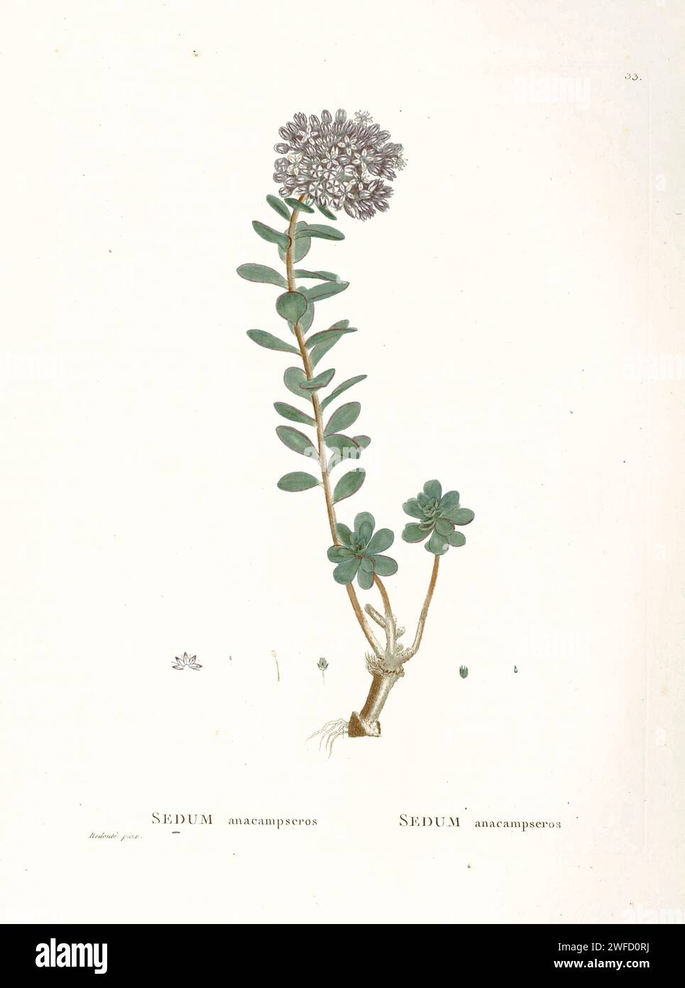 Sedum anacampseros from History of Succulent Plants [Plantarum historia succulentarum / Histoire des plantes grasses] painted by Pierre-Joseph Redouté and described by Augustin Pyramus de Candolle Anacampseros L. is a genus comprising about a hundred species of small perennial succulent plants native to Southern Africa, Ethiopia and Latin America. Stock Photo