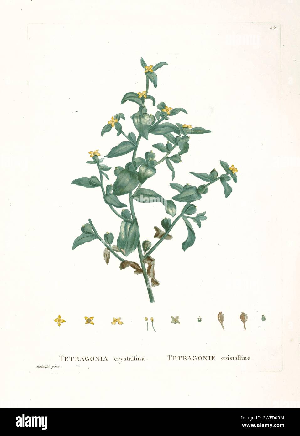 Tetragonia crystallina from History of Succulent Plants [Plantarum historia succulentarum / Histoire des plantes grasses] painted by Pierre-Joseph Redouté and described by Augustin Pyramus de Candolle Tetragonia is a genus of about 85 species of flowering plants in the family Aizoaceae, native to temperate and subtropical regions mostly of the Southern Hemisphere, in New Zealand, Australia, southern Africa and South America. Stock Photo