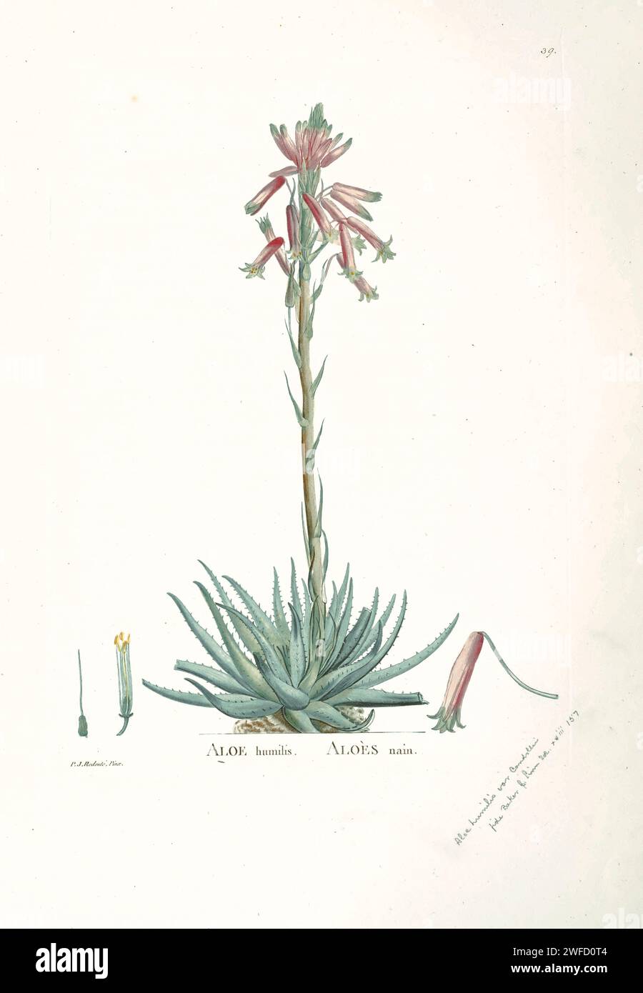 Aloe humilis from History of Succulent Plants [Plantarum historia succulentarum / Histoire des plantes grasses] painted by Pierre-Joseph Redouté and described by Augustin Pyramus de Candolle Aloe humilis, also known as spider aloe is a species of succulent plant in the genus Aloe. It is endemic to South Africa's Cape Province, and is a low growing, short stemmed aloe with small spines and which grows in dense clusters Stock Photo