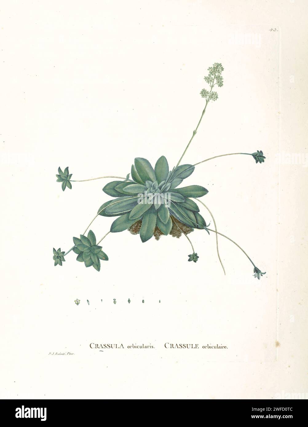 Crassula orbicularis from History of Succulent Plants [Plantarum historia succulentarum / Histoire des plantes grasses] painted by Pierre-Joseph Redouté and described by Augustin Pyramus de Candolle Stock Photo
