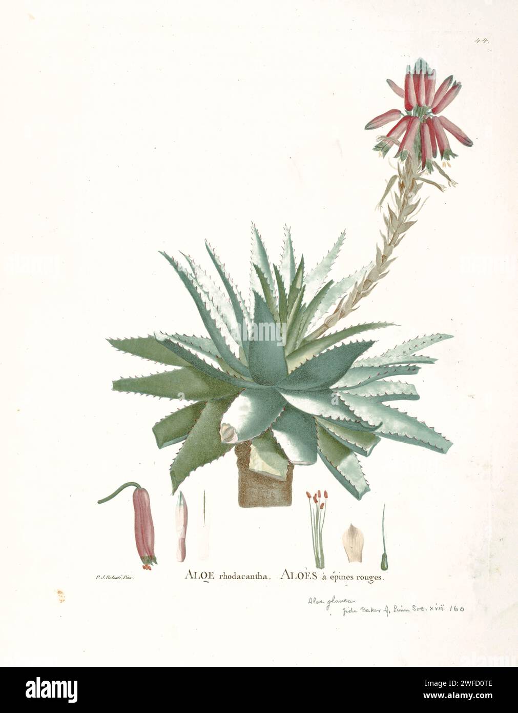 Aloe Glauca Here As Aloe Rhodacantha From History Of Succulent Plants 