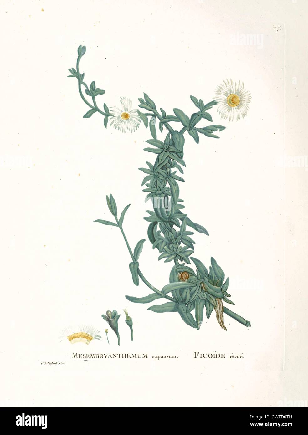 Prenia pallens Here As Mesembryanthemum expansum from History of Succulent Plants [Plantarum historia succulentarum / Histoire des plantes grasses] painted by Pierre-Joseph Redouté and described by Augustin Pyramus de Candolle Stock Photo