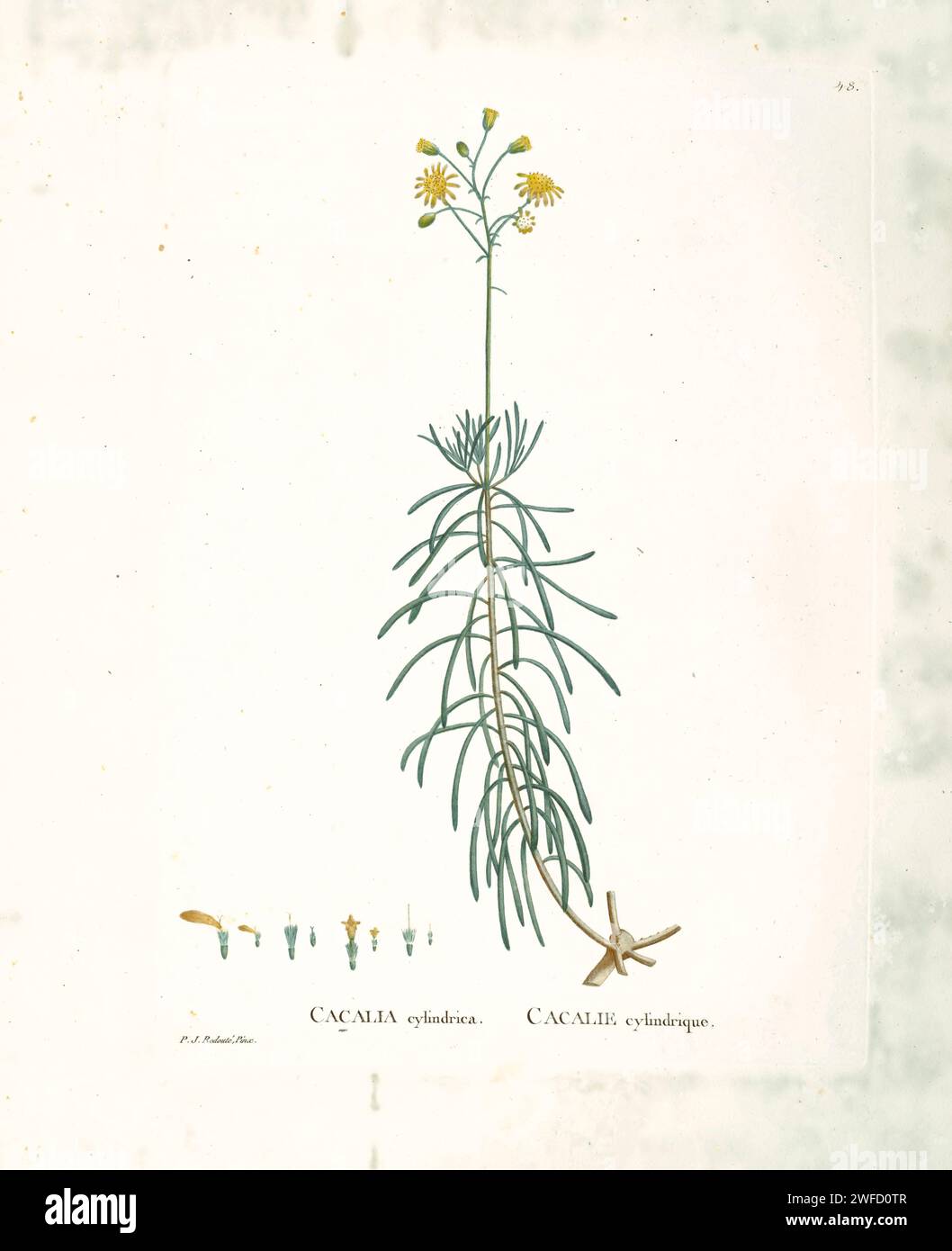 Othonna cylindrica Here As Cacalia cylindrica from History of Succulent Plants [Plantarum historia succulentarum / Histoire des plantes grasses] painted by Pierre-Joseph Redouté and described by Augustin Pyramus de Candolle Stock Photo