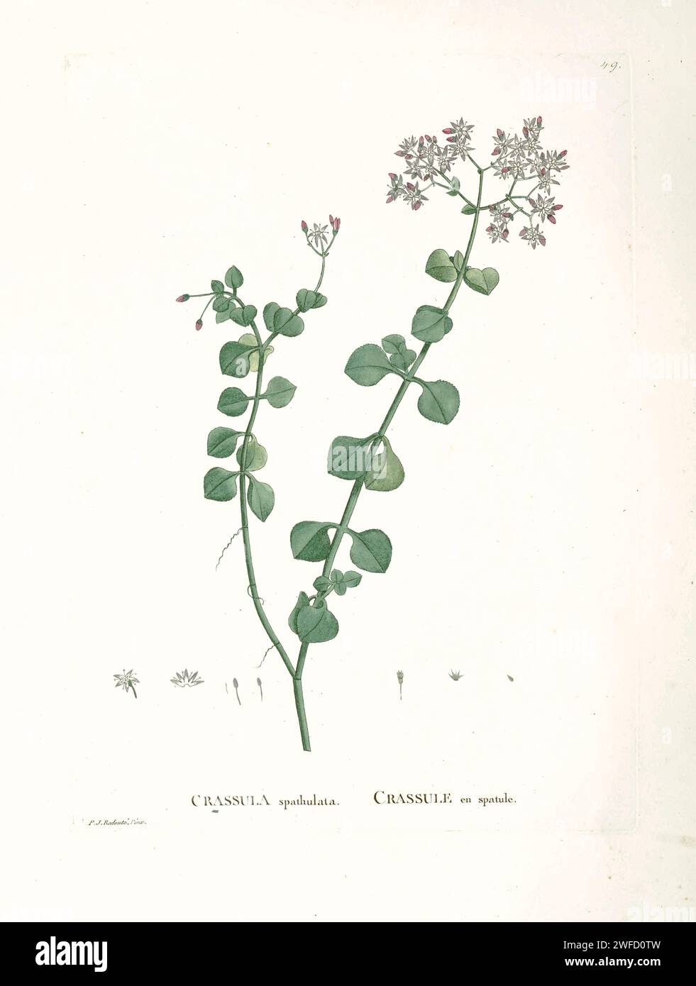 Crassula spathulata from History of Succulent Plants [Plantarum historia succulentarum / Histoire des plantes grasses] painted by Pierre-Joseph Redouté and described by Augustin Pyramus de Candolle Crassula spathulata is a creeping, succulent ground-cover, indigenous to the Eastern Cape Province of South Africa, where it is found in leaf-litter on rocky ridges, often around the edges of forests. Stock Photo