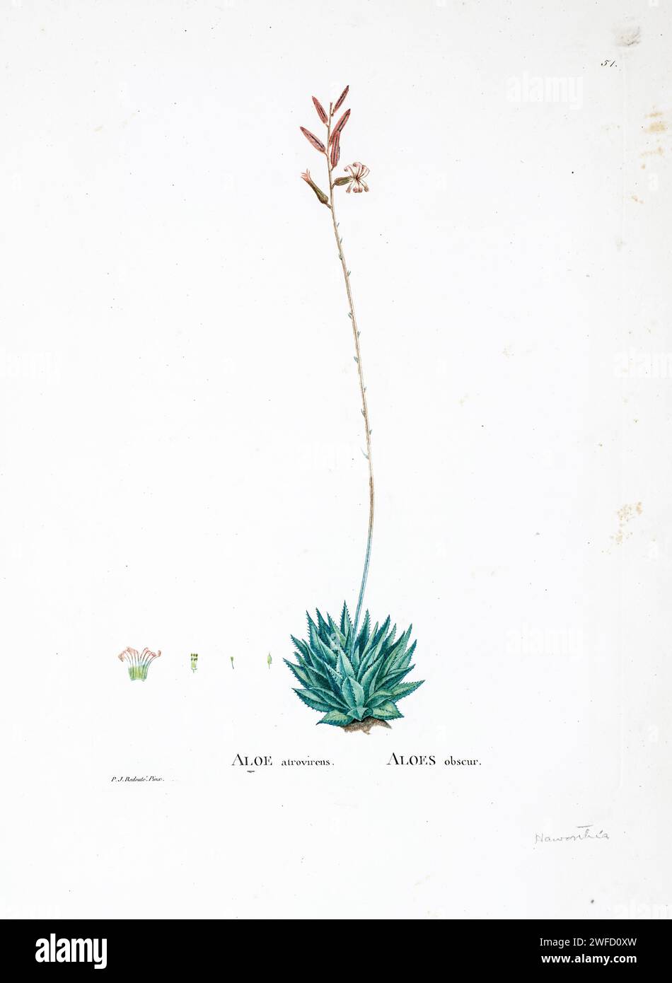 Haworthia herbacea Here As Aloe atrovirens from History of Succulent Plants [Plantarum historia succulentarum / Histoire des plantes grasses] painted by Pierre-Joseph Redouté and described by Augustin Pyramus de Candolle 1799 Haworthia is a large genus of small succulent plants endemic to Southern Africa. Like the aloes, they are members of the subfamily Asphodeloideae and they generally resemble miniature aloes, except in their flowers, which are distinctive in appearance. They are popular garden and container plants. Stock Photo