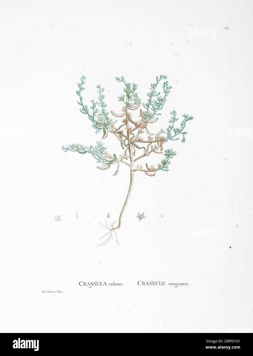 Sedum rubens L. Here As Crassula rubens from History of Succulent Plants [Plantarum historia succulentarum / Histoire des plantes grasses] painted by Pierre-Joseph Redouté and described by Augustin Pyramus de Candolle 1799 Sedum is a large genus of flowering plants in the family Crassulaceae, members of which are commonly known as stonecrops. Stock Photo