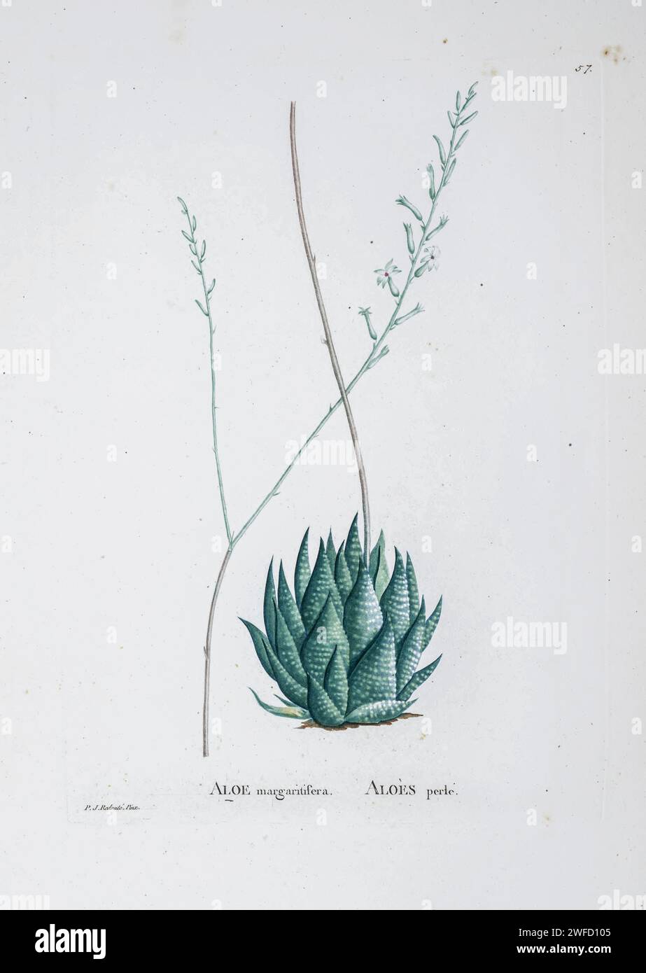 Haworthia margaritifera (L.)  Here As Aloe margaritifera from History of Succulent Plants [Plantarum historia succulentarum / Histoire des plantes grasses] painted by Pierre-Joseph Redouté and described by Augustin Pyramus de Candolle 1799 Haworthia is a large genus of small succulent plants endemic to Southern Africa. Like the aloes, they are members of the subfamily Asphodeloideae and they generally resemble miniature aloes, except in their flowers, which are distinctive in appearance. Stock Photo