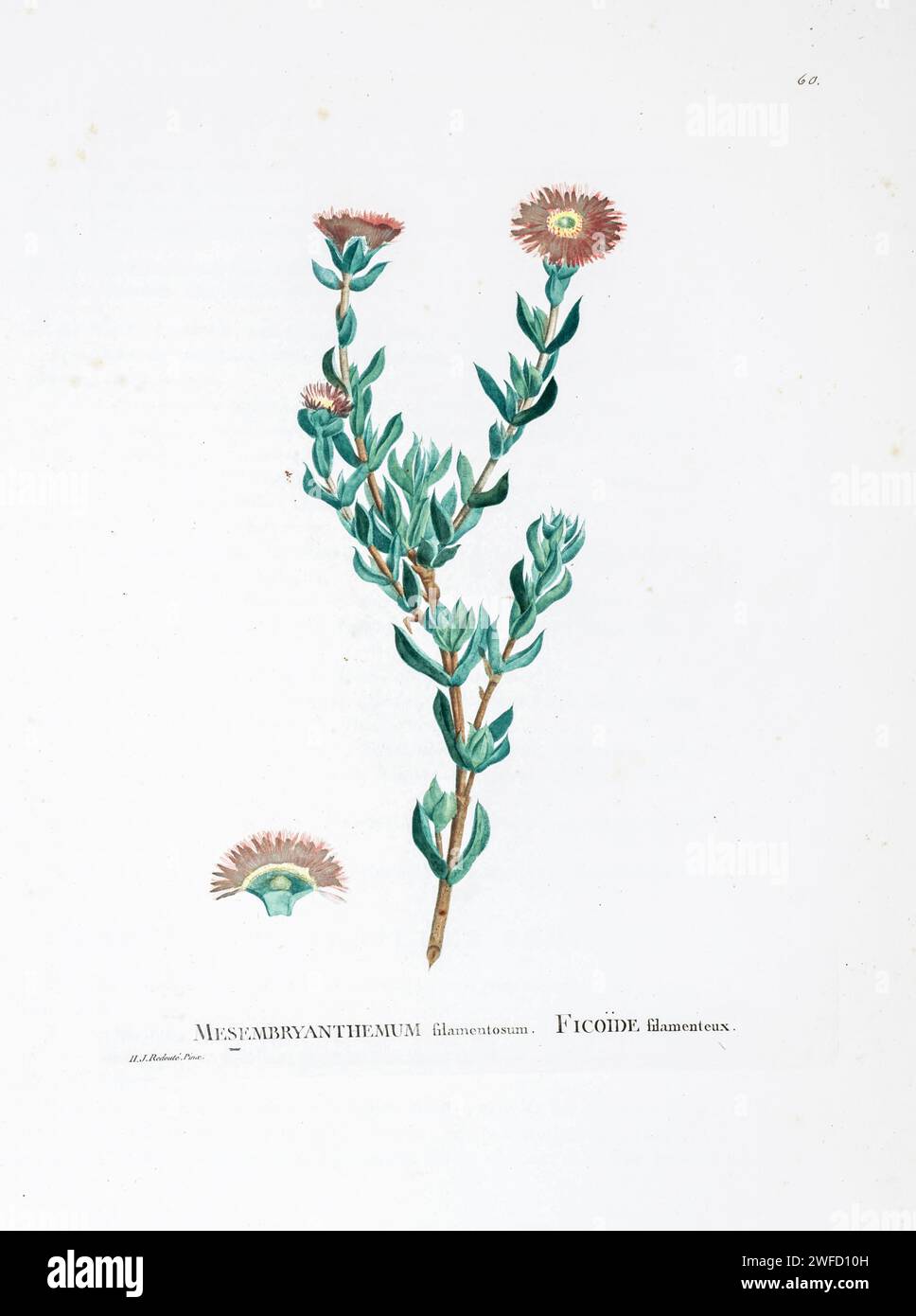 Erepsia mutabilis (Haw.) Schwant. Here As Mesembryanthemum filamentosum from History of Succulent Plants [Plantarum historia succulentarum / Histoire des plantes grasses] painted by Pierre-Joseph Redouté and described by Augustin Pyramus de Candolle 1799 Stock Photo